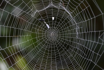 _ - A web that forms a cage-like structure.