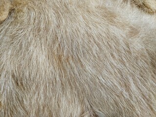 Fleece shoot on close up, Background and texture animal skin dan feather