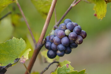 Beaujolais,France - October 7, 2024: Beautiful vineyard in Beaujolais, France