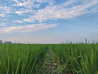 green grass and blue sky with clear sky and cloudy. Nature background concept 