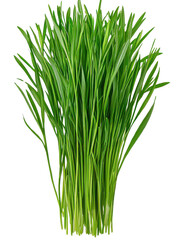 Fresh green grass