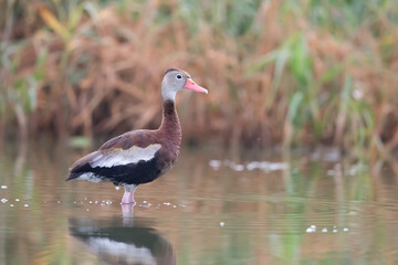 Black-bellied Whistling Duck
