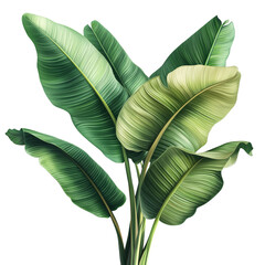 Obraz premium Big green banana tree with bright leaves. Isolated on a white background