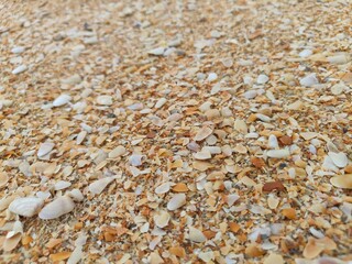 Sea shells on sand.sea waves on the golden sand at beach.sea shell on sand holiday beach background.shells on the sand at the beach in various size.white sea shell.seashells and starfish as natural.