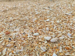 Sea shells on sand.sea waves on the golden sand at beach.sea shell on sand holiday beach background.shells on the sand at the beach in various size.white sea shell.seashells and starfish as natural.