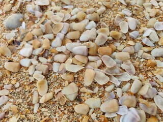 Sea shells on sand.sea waves on the golden sand at beach.sea shell on sand holiday beach background.shells on the sand at the beach in various size.white sea shell.seashells and starfish as natural.