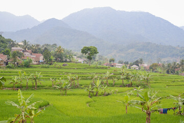 landscape with vineyard and mountains