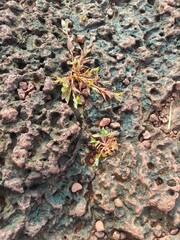 Abstract​ of​ surface​ wall​ concrete​ for​ vintage​ background. Rust​y​ damaged​ to surface​ wall. Wall​ texture​ for​ background.Modern grey limestone texture background in white light polished.