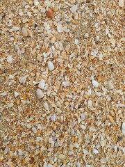 Sea shells on sand.sea waves on the golden sand at beach.sea shell on sand holiday beach background.shells on the sand at the beach in various size.white sea shell.seashells and starfish as natural.