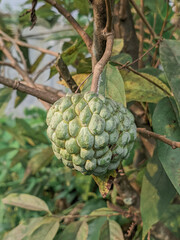 Annona squamosa is a small, well-branched tree or shrub from the family Annonaceae that bears edible fruits called sugar apples or sweetsops.