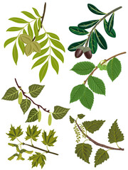 vector drawing branches of deciduous trees with green leaves, seeds and fruits, poplar,ash, birch, maple and oak isolated at white background, hand drawn illustration
