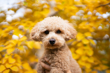 Cute caramel-colored mini poodle on a background of yellow autumn leaves.