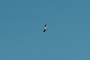 Bird Flying in the Sky