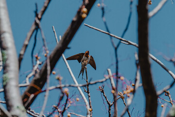Bird through the branches