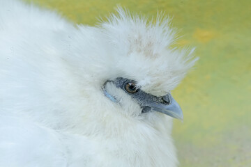 An adult female silkie chicken lovingly guards her newly hatched chicks. This animal has the scientific name Gallus gallus domesticus.
