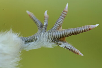 One of the characteristics of Silkie chickens is that they have five toes, unlike other chickens which have four toes. This animal has the scientific name Gallus gallus domesticus.