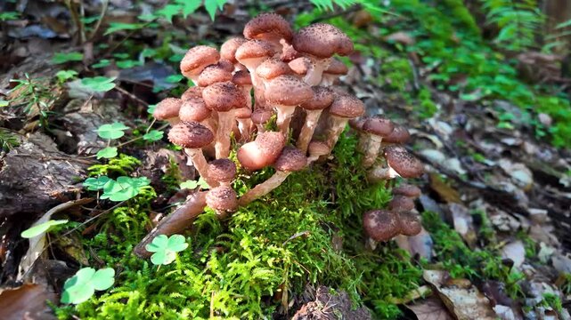 Pack of "ghebe" mushrooms named honey fungus