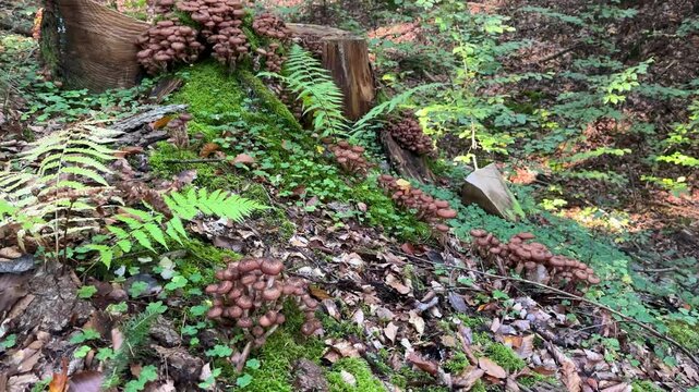 Wild mushrooms growing on tree root in Romanian forest