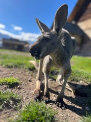 kangaroo in the zoo