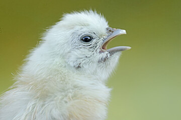 The cute and adorable appearance of a silkie chick that has just hatched from an egg. This animal has the scientific name Gallus gallus domesticus.