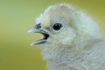 The cute and adorable appearance of a silkie chick that has just hatched from an egg. This animal has the scientific name Gallus gallus domesticus.