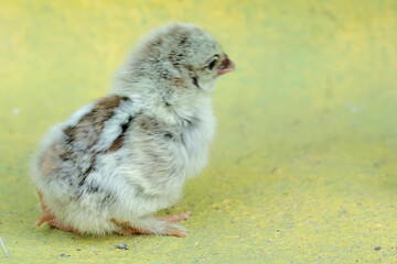 The cute and adorable appearance of a silkie chick that has just hatched from an egg. This animal has the scientific name Gallus gallus domesticus.