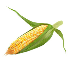 3D illustration of a golden yellow corn on the cob with green husk, ultra-sharp and clear, isolated on white background