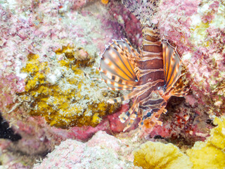 広げた羽根が美しいキリンミノ（フサカサゴ科）の幼魚。
英名、学名：Zebra turkeyfish (Dendrochirus zebra) 
静岡県伊豆半島賀茂郡南伊豆町中木ヒリゾ浜-2024年
