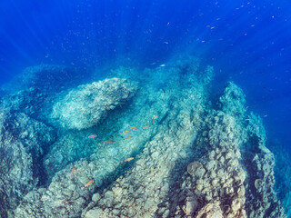 美しいホウライヒメジ（ヒメジ科）の他群れ。
英名、学名：Whitesaddle goatfish (Parupeneus ciliatus)
静岡県伊豆半島賀茂郡南伊豆町中木ヒリゾ浜-2024年
