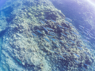 迫力あるタイワンカマス（カマス科）他の群れ。
英名、学名：Yellowtail barracuda (Sphyraena obtusata) 
静岡県伊豆半島賀茂郡南伊豆町中木ヒリゾ浜-2024年
