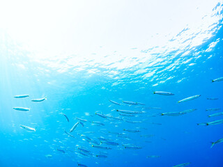 迫力あるタイワンカマス（カマス科）他の群れ。
英名、学名：Yellowtail barracuda (Sphyraena obtusata) 
静岡県伊豆半島賀茂郡南伊豆町中木ヒリゾ浜-2024年9月
