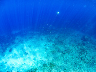 迫力あるタイワンカマス（カマス科）他の群れ。
英名、学名：Yellowtail barracuda (Sphyraena obtusata) 
水面にはスキンダイバーも泳いでいる。

静岡県伊豆半島賀茂郡南伊豆町中木ヒリゾ浜-2024年9月
