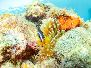 美しいイソギンチャク畑の可愛いクマノミ（クマノミ亜科）の幼魚。
英名、学名：Yellowtail clownfish (Amphiprion clarkii)
静岡県伊豆半島賀茂郡南伊豆町中木ヒリゾ浜-2024年9月