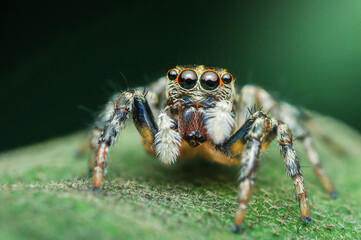 Jumping spider standing on a green leaf.