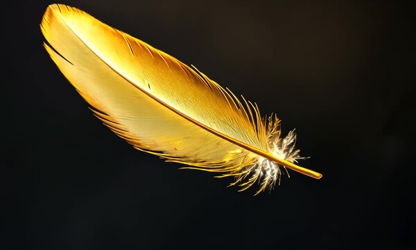 feather on black background