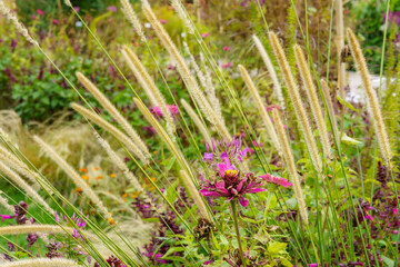 Beautiful autumn perennials: purple Zinnia and Cenchrus caudatus or Pennisetum macrourum, commonly known as African feather grass
