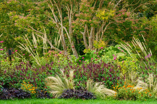 Atmospheric perennial meadow with grasses and perennials in bright autumn colours. In the background the honey bee tree (Tetradium daniellii var. hupehensis)