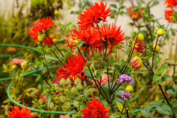 A field with the bright red flowers of the decorative dahlia variety "Myama Fubuki".