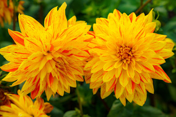 Colors of the Dahlia: The beautiful bright orange-red flowers of the variety 