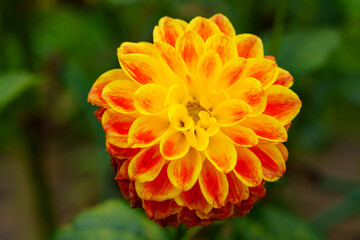 The beautiful flower of a dahlia of the variety 