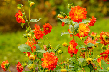 Some beautiful bright orange flowers of the Mignon Dahlia