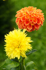 Close-up of two dahlia flowers: a yellow flower of Dahlia Hale Bopp and an orange Dahlia Lubega Power Yellow Orange. Green bokeh background