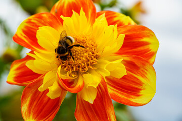 A bumblebee collects nectar on the beautiful flower of an American Sunset dahlia. The orange-red bloom on the underside of the petal creates a beautiful two-tone effect.