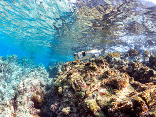 大きなテーブルサンゴに乗る、美しく大きなイシガキフグ（ハリセンボン科）。半水面撮影。

英名、学名：Pacific Burrfish (Chilomycterus reticulatus)
静岡県伊豆半島賀茂郡南伊豆町中木ヒリゾ浜-2024年
