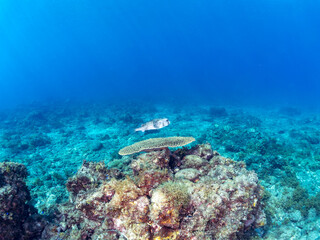 Obraz premium 大きなテーブルサンゴに乗る、美しく大きなイシガキフグ（ハリセンボン科）。 英名、学名：Pacific Burrfish (Chilomycterus reticulatus) 静岡県伊豆半島賀茂郡南伊豆町中木ヒリゾ浜-2024年 