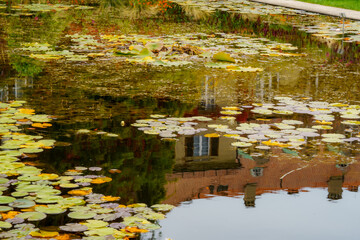 Reflections in the water of a water lily pond