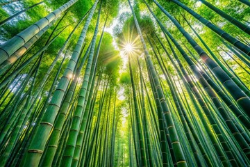 Fototapeta premium Tranquil Bamboo Forest: Serene Green Sanctuary in Dappled Sunlight