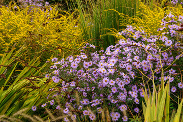 Beautiful garden design in autumn: colourful purple aster combined with magnificent yellow...