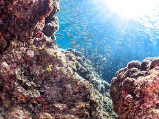 逆光の
水中洞窟にいる、美しいミナミハタンポ（ハタンポ科）、クロホシイシモチ（テンジクダイ科）他の幼魚の群れ。
英名、学名：Black-Stripe Sweeper (Pempheris schwenkii), Spotnape cardinalfish (Ostorhinchus notatus),
静岡県伊豆半島賀茂郡南伊豆町中木ヒリゾ浜-2024年
