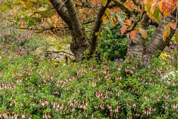 A field of Patagonian Fuchsia (Fuchsia magellanica), a perennial with purple-white, bell-shaped flowers in front of a cherry tree with orange-red colored autumn foliage